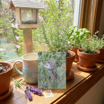 Chipset charmoso no cartão postal de Verão