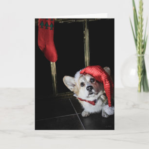 Festividades Corgi Elf Procurando Papais noeis Cartão de Natal
