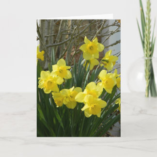 Festividades Daffodils no Cartão Saudação de Primavera