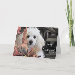 Festividades Feliz cartão de cão Poodle de Ação de Graças