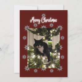 Festividades Feliz cartão de Natal com o gato Tuxedo na minha á