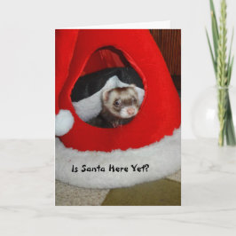 Festividades Ferret À Espera De Um Cartão De Natal De Papais no