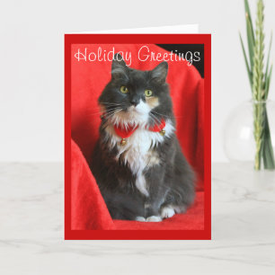 Festividades Fluffy Cat Vestindo Colar de Natal - Cartão