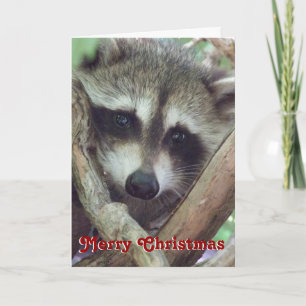 Festividades Foto de Baby Raccoon, Cartão de Natal