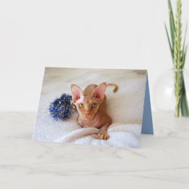 Festividades Gato De Esfingx Com Cartão Azul