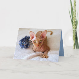 Festividades Gato De Esfingx Com Cartão Azul