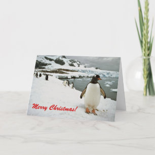 Festividades Gentoo Penguins no Cartão de Natal da Antártica