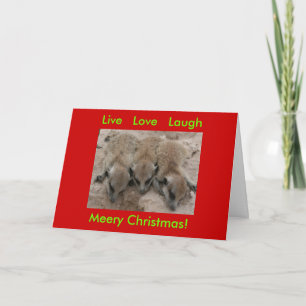 Festividades Live Love Laugh - Cartão de Férias Meerkat