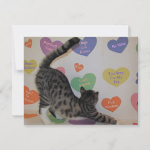 Festividades Namorados de Wyatt - Gato/Gatinho - Cartão plano