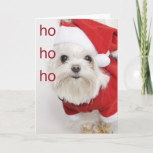 Festividades Papais noeis Maltês Cartão de Natal Puppy