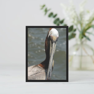 Festividades Pelican, olhando de volta para o meu cartão postal