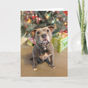 Festividades Pitbull ama o cartão de Natal do Vazio de Natal