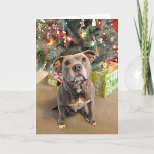 Festividades Pitbull Quero um Cartão de Natal Atual