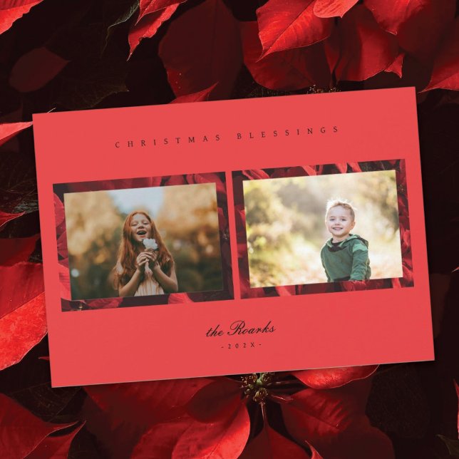 Festividades Poinsettia Petals Quadro 2 Cartão de Natal Fotográ (Criador carregado)