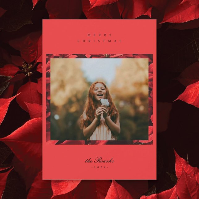 Festividades Poinsettia Petals Quadro 2 Cartão de Natal Fotográ (Criador carregado)