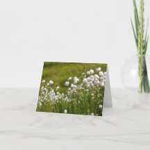 Prado de Grama de Algodão - Cartão de 10cm x 14cm