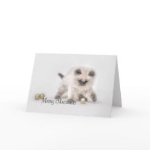 Ragdoll kitten Cartão de Natal