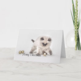 Festividades Ragdoll kitten Cartão de Natal