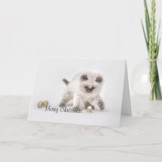 Festividades Ragdoll kitten Cartão de Natal