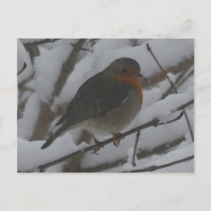 Festividades Robin Fofo de Perto na Neve Cartão Postal DIY