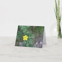 Festividades Rosa da Tundra - Cartão de 10 cm x 14 cm