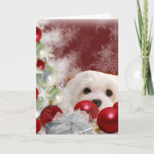 Festividades Snowdrop o Cartão de Natal Maltês