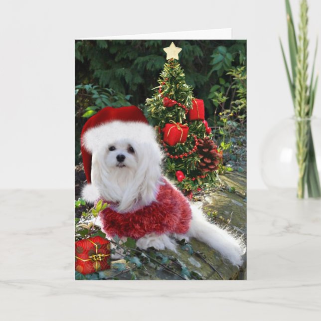 Festividades Snowdrop o Cartão de Natal Maltês (Frente)