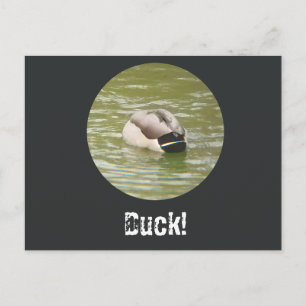 Festividades Um cartão postal de um pato ducking