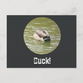 Festividades Um cartão postal de um pato ducking