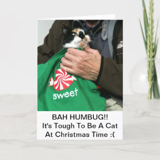 Festividades Um Gato Adora Um Cartão De Natal!!!