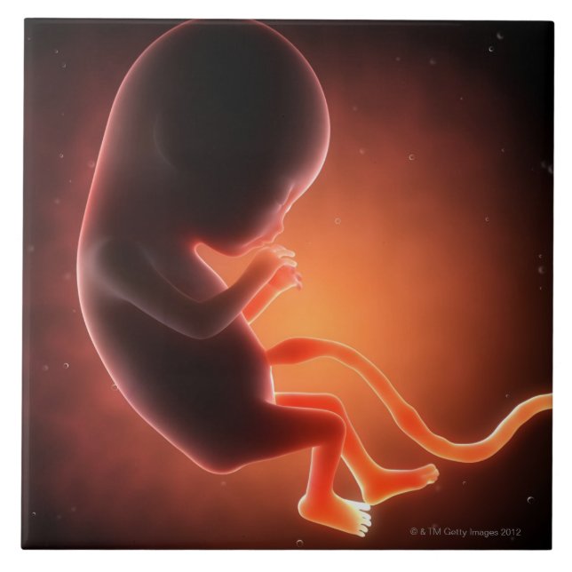 Feto velho de dois meses (Frente)