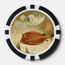 Aquático neerlandês