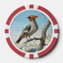 Bird Study de George Edwards (1694-1773)