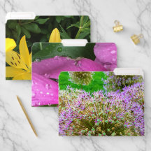 Boston Garden Yellow, Pink e Purple Flower Set