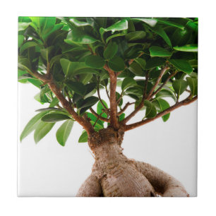 Ficus Ginseng