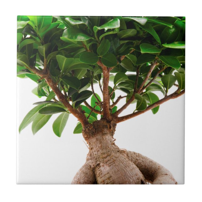 Ficus Ginseng (Frente)