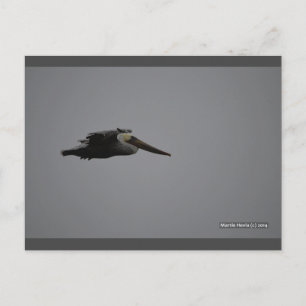 Fierce Pelican III   Cartão postal Blue Beach™