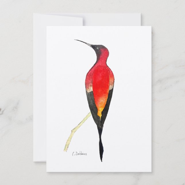 Fiery Topaz Hummingbird (Frente)