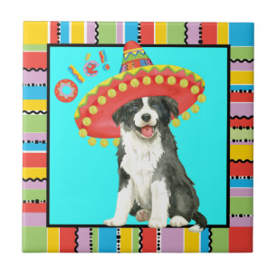 Fiesta Border Collie