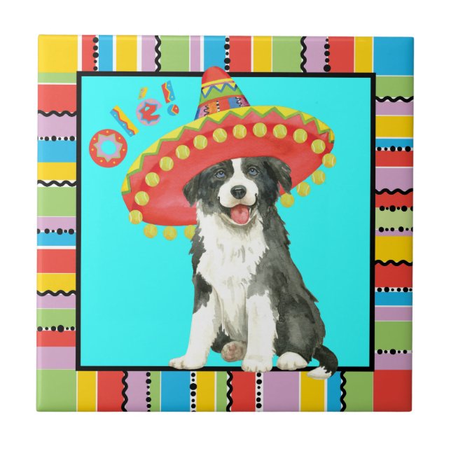 Fiesta Border Collie (Frente)