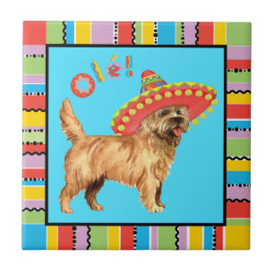 Fiesta Cairn Terrier