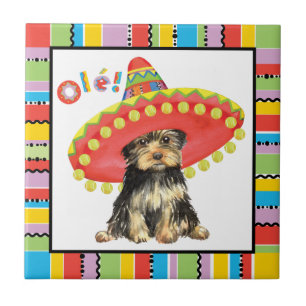 Fiesta Yorkie