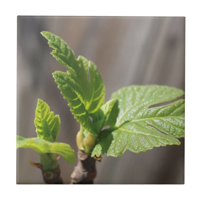 Fig Leaf (Frente)