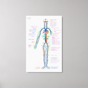 Figura de canvas Artérias do Sistema Circulatório 