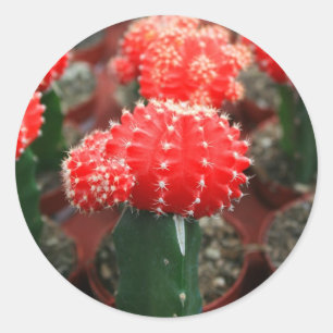 Fileira da etiqueta dos cactos