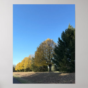 Fileira de Árvores Poster