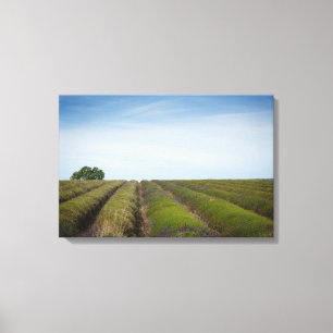 Fileiras da lavanda após canvas da colheita