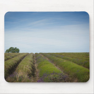 Fileiras da lavanda após o mousepad da colheita