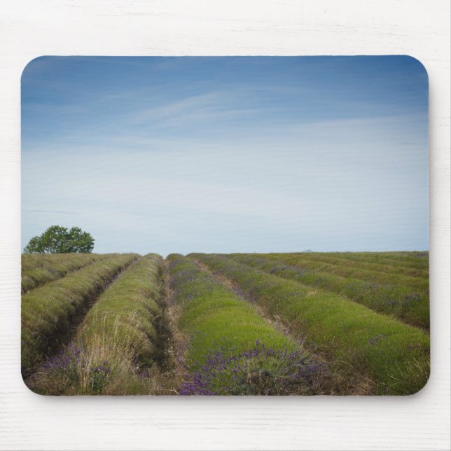 Fileiras da lavanda após o mousepad da colheita (Frente)