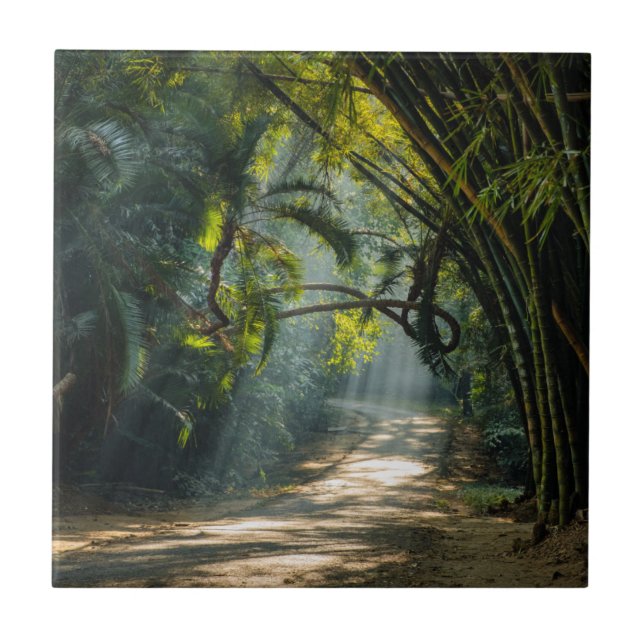 Fileiras do bambu (Frente)